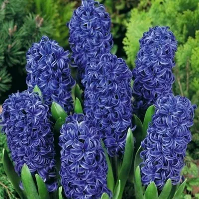 Immagine prodotto di Bulbi di giacinto Bulbi di fiori Hyacinthus Blue Star 10 pz.