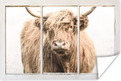 Produktbild von MuchoWow® Poster Scottish Highlander - Ansicht - Nebel 60x40 cm - Schlafzimmerdekoration