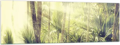 Produktbild von Bilder auf glas - Einteilig - Morgendämmerung Dschungel Palmen - 160x50cm - Glasbilder - Wandbilder - Bilder - Wanddekoration aus Glas - Glas Bilder - Wandbild auf Glas - GAB160x50-4450