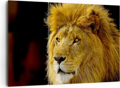 Produktbild von Bild auf Leinwand - Leinwandbild - Löwe Tiere Tierwelt - 165x110cm - Wand Bild - Wanddeko - Leinwanddruck - Bilder - Kunstdruck - Wanddekoration - Leinwand bilder - Wandkunst - CE165x110-1237