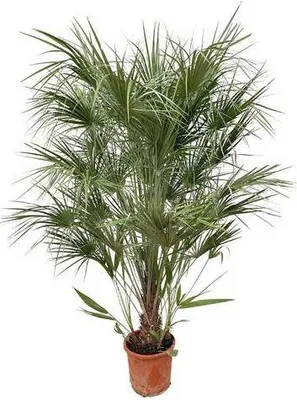Obrázek produktu pro Zelená trpasličí palma – Chamaerops humilis 170 cm – Ø 30 cm – Středomořská rostlina do květináče s vějířovitými listy – nenáročná na péči