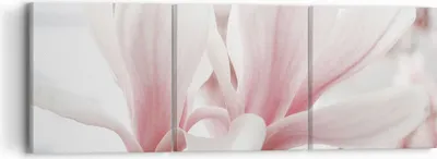 Produktbild von Bild auf Leinwand - Leinwandbild - 3 Teile - Zweig Magnolie Blume - 90x30cm - Wand Bild - Wanddeko - Wandbilder - Leinwanddruck - Bilder - Wanddekoration - Leinwand bilder - Wandbild - CA90x30-4538