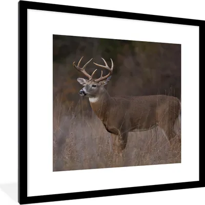 Produktbild von MuchoWow® Gerahmtes Poster Herbst - Hirsche - Gras - Natur - Tiere 40x40 cm - Poster mit Schwarzem Bilderrahmen Wandposter Rahmen Foto Bilder - Poster - Plakat im Rahmen