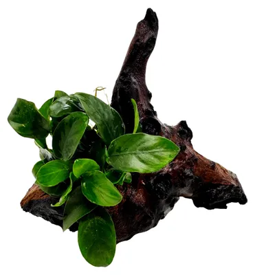 Produktbild von Mopani-Wurzel mit Anubias nana – Aufsitzer- und Vordergrundpflanze