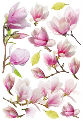 Image de Sanders & Sanders sticker mural fleurs rose 42.5 x 65 cm