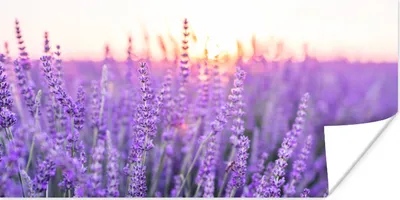 Produktbild von MuchoWow® Poster Lavendel - Nahaufnahme - Lila - Blumen 120x60 cm - Bild