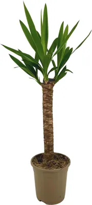 Produktbild von Riesen-Palmlilie Yucca Elephantipes Zimmerpflanze Ø17cm 60-80cm Grünpflanze