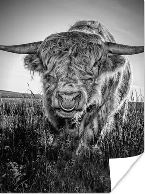 Produktbild von MuchoWow® Poster Schottischer Highlander - Schwarz und Weiß 90x120 cm - Wohnzimmer