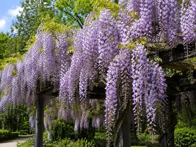 Produktbild von SaatPilot Wisteria floribunda 10 Samen Japanischer Blauregen
