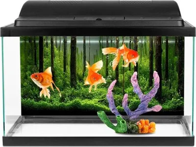 Produktbild von Aquariumhintergrund PVC Poster 61x30cm 12er Pack