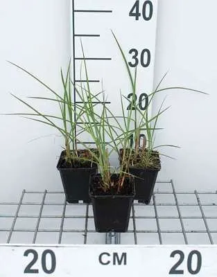 Produktbild von 6 x Miscanthus sin. 'Flamingo' - Chinaschilf - Topf 9 x 9 cm