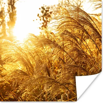 Produktbild von MuchoWow® Poster Pampasgras - Sonne - Gras 75x75 cm - Wand Dekoration