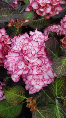 Image de Hydrangea macrophylla YOU&ME® MISS SAORI® 'H2002'