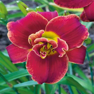 Immagine prodotto di Hemerocallis Liliowiec Ogrodowy Highland Lord 1 pz. Piantine di Liliowiec