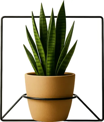 Produktbild von FRAMADO, Pflanzregal Wand, Blumenhalter Metall, 34x23x34cm - Piazza Schwarz