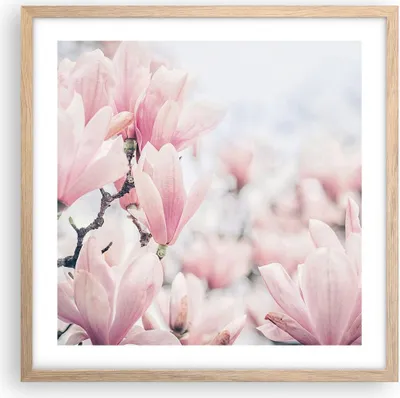 Produktbild von Gerahmtes Poster - Rahmen in heller Eiche - Magnolie Blumen Rosa - 50x50 cm - Wand Bild - Wanddeko - Wandbilder - Kunstposter - Wandposter - Bilderrahmen - Bilder - Kunstdruck - P2NAC50x50-4396