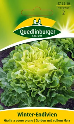 Produktbild von Winter-Endivien Gialla a cuore pieno | Endiviensalatsamen von Quedlinburger