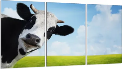 Obrázek produktu pro Krycí desky varných desek 3 kusy 30x52 sklokeramický kryt varné desky, kravská vesnice