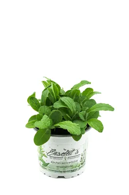Produktbild von Enseleits Borretsch,Borago officinalis,Gurkenkraut, Marktfrische Pflanze