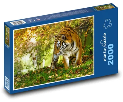 Produktbild von Puzzle 2000 Tiger in der Herbstnatur - martinpuzzle