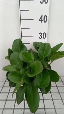 Produktbild von 6 x  Bergenia hybr. 'Winterglöd' - pseudodictamnus - Topf 9 x 9 cm