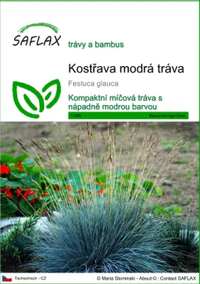 Obrázek produktu pro SAFLAX - Kostřava modrá tráva - Festuca glauca - 50 Semena