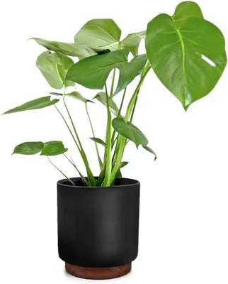 Image de Pot de jardin en polystone - Résistant aux intempéries - Pièce unique