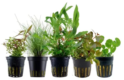 Produktbild von Pflanzen Set mit 5 Einsteiger Topf Aquarium Wasserpflanzen AquaOne Nr.210