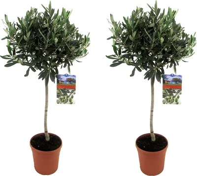 Produktbild von Angebot 2 Stück Olivenbaum ca. 70-90 cm Sonderposten  - Olea Europea Stämmchen Formgehölz