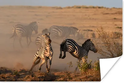 Produktbild von MuchoWow® Poster Tretendes Zebra 120x80 cm - Bilder