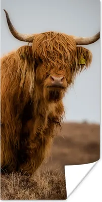 Produktbild von MuchoWow® Poster Schottischer Highlander - Düne - Gras 60x120 cm - Wandschmuck