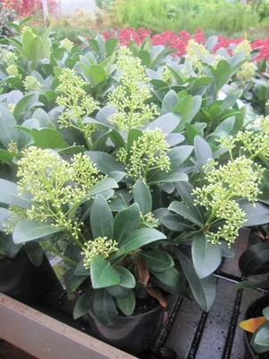 Produktbild von Skimmia japonica Finchy ® - Japanische Skimmie Finchy ® - 20-30cm