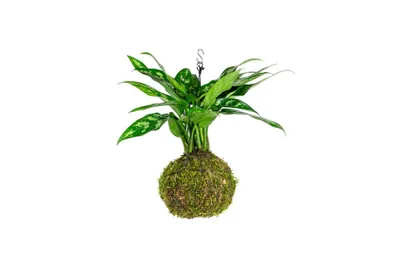 Obrázek produktu pro Gardners Kokedama Aglaonema Maria (L)