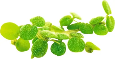 Produktbild von Kleiner Büschelfarn - Salvinia minima