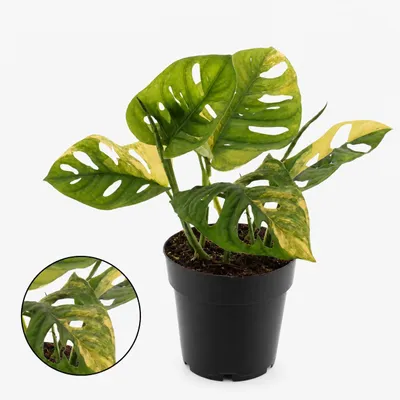 Produktbild von Monstera aurea variegata - weiss-buntes Fensterblatt - 14cm Topf - 30cm hoch