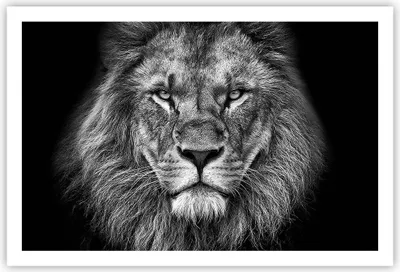 Produktbild von Poster - Poster ohne Rahmen - Porträt Löwe Schwarzweiß - 91,5x61 cm - Wand Bild - Wanddeko - Wandbilder - Kunstposter - Wandposter - Bilder - Kunstdruck - Wanddekoration - Wandbild - P2XAA91x61-4494