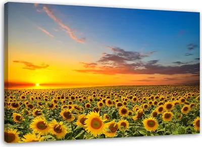 Produktbild von Leinwandbild eine sonnenblumenwiese bei sonnenuntergang 90x60 cm Feeby blau wandbild bereit zum aufhängen