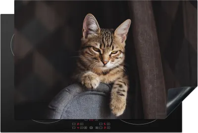 Produktbild von KitchenYeah© Herdabdeckplatte Nahaufnahme einer Katze auf einer Stuhlreling , 80x52cm, Küche Deko, Glaskeramikkochfeld Herdabdeckung, Abdeckplatte fùr Kochfeld