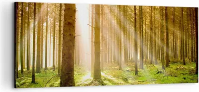 Produktbild von Bild auf Leinwand - Leinwandbild - Bäume Sonne Natur - 100x40cm - Wand Bild - Wanddeko - Wandbilder - Leinwanddruck - Bilder - Kunstdruck - Wanddekoration - Leinwand bilder - Wandkunst - AB100x40-0156