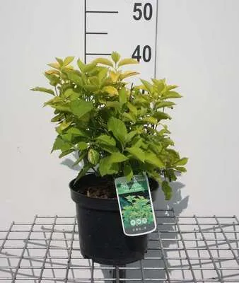 Obrázok produktu pre Philadelphus coron. aureus' - Záhradný jazmín 30- 40 cm - Kontajner