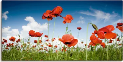 Produktbild von Mykola Velychko: Feld mit Mohnblumen unter Himmel, Produkt:Leinwand, Größe (HxB):30x60 cm / Leinwand