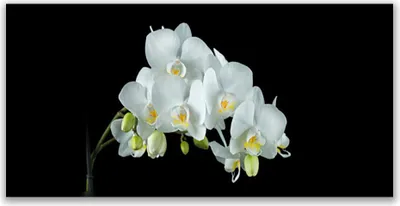 Produktbild von Tulup Leinwand-Bilder 140x70 Wandbild Canvas Kunstdruck Blumen Pflanzen