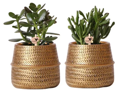 Immagine prodotto di Kolibri Greens set di 2 piante grasse in vasi decorativi con scanalatura dorata vaso in Vetroceramica dimensioni 9cm