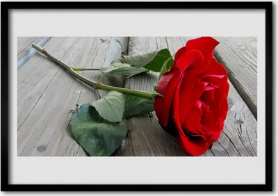Produktbild von Bild 100x70 MDF-Rahmen Wandkunst Rosen Blumen