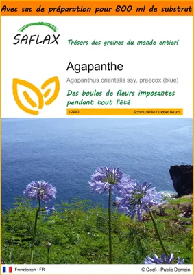 Image de SAFLAX Garden in the bag - Agapanthe - 50 graines - Agapanthus