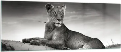 Produktbild von Bilder auf glas - Tierwelt weiblich katze Tier - 140x50cm - Glasbilder - Wandbilder - Kunstdruck - zum Aufhängen bereit - Wanddekoration aus Glas - Glas Bilder - Wandbild auf Glas - GAB140x50-3165