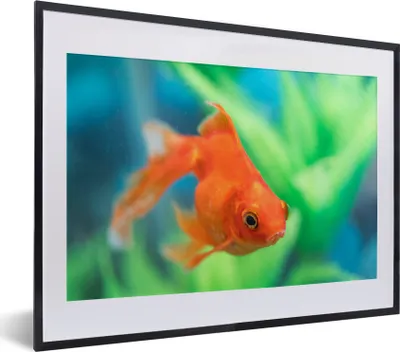 Produktbild von MuchoWow® MuchoWow® Gerahmtes Poster Goldfisch in einem Süßwasseraquarium 40x30 cm - Poster mit zchwarzem Bilderrahmen - Bilderrahmen - Poster im Rahmen