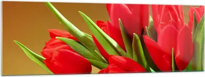 Produktbild von Bilder auf glas - Tulpen Blumen Feld Plantage - 160x50cm - Glasbilder - Wandbilder - Kunstdruck - zum Aufhängen bereit - Wanddekoration aus Glas - Glas Bilder - Wandbild auf Glas - GAB160x50-0962