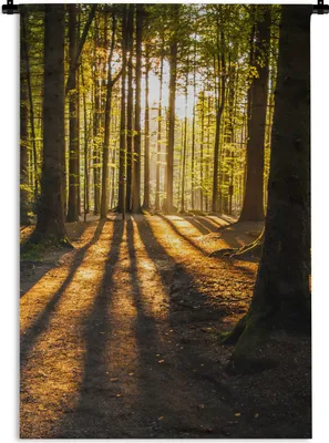 Produktbild von MuchoWow® Wandteppich Wandbehang Sonne - Bäume - Wald - Landschaft - Natur 60x90 cm Tapisserie Dekoration Wandtuch - Foto-Teppich - Abwaschbar