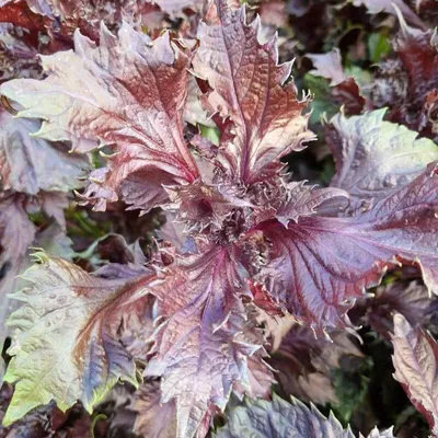 Immagine prodotto di Shiso rosso (Perilla frutescens var. crispa f. purpurea) - 50 semi